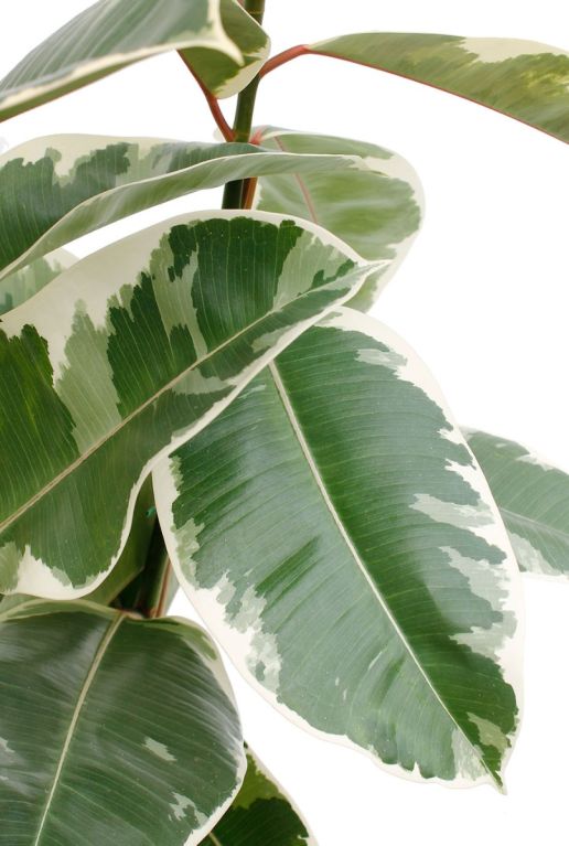 Bladeren van de Ficus groen en wit 