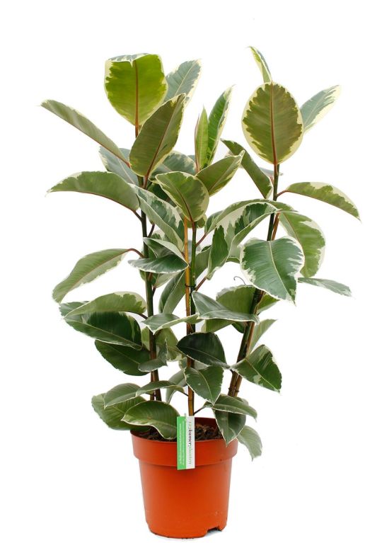 Mooie Ficus met drie stammen en grote bladeren