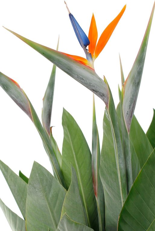 Strelitzia Reginae