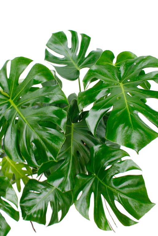 Philodendron Monstera