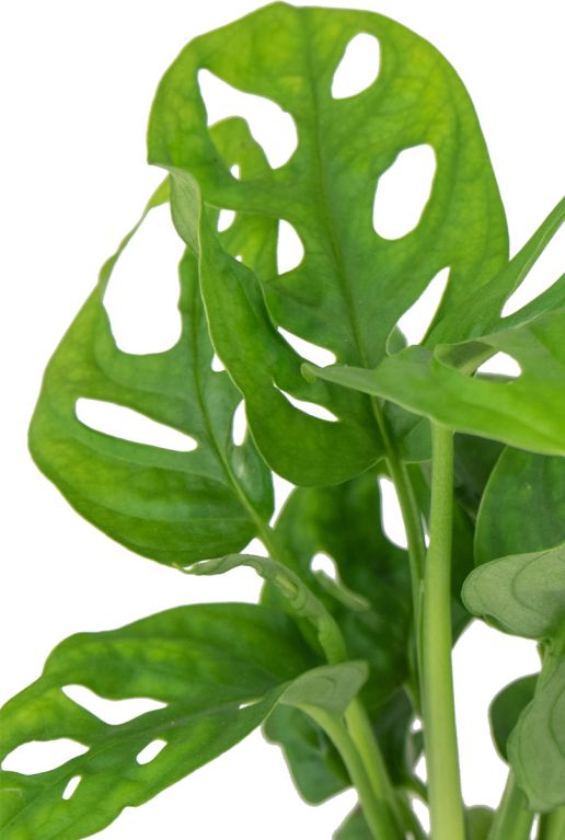 Monstera-obliqua-closeup