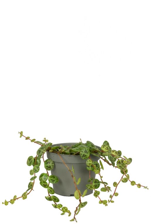 Peperomia prostrata 1