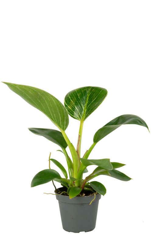 Philodendron-white-measure-stekje