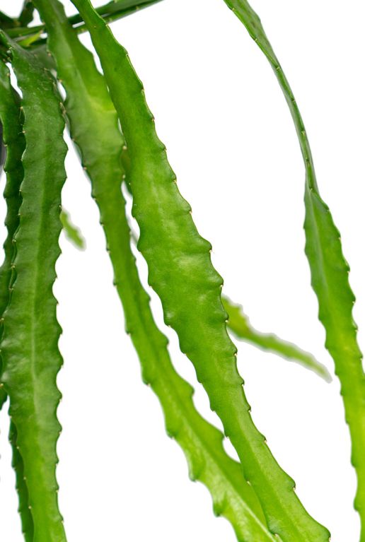 Rhipsalis monocantha plant