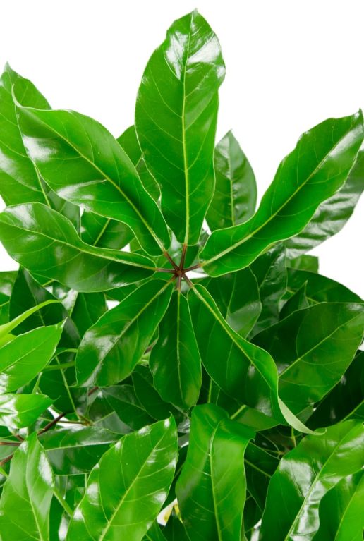 Amate de feuilles de schefflera