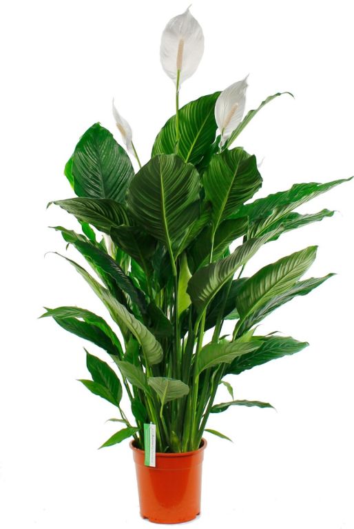 Spathiphyllum Sweet Sebastiano