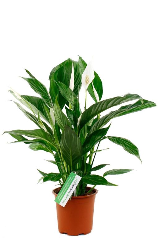 Spathiphyllium-plante-d-interieur