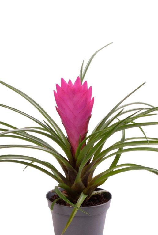 Tillandsia cyanea bloem