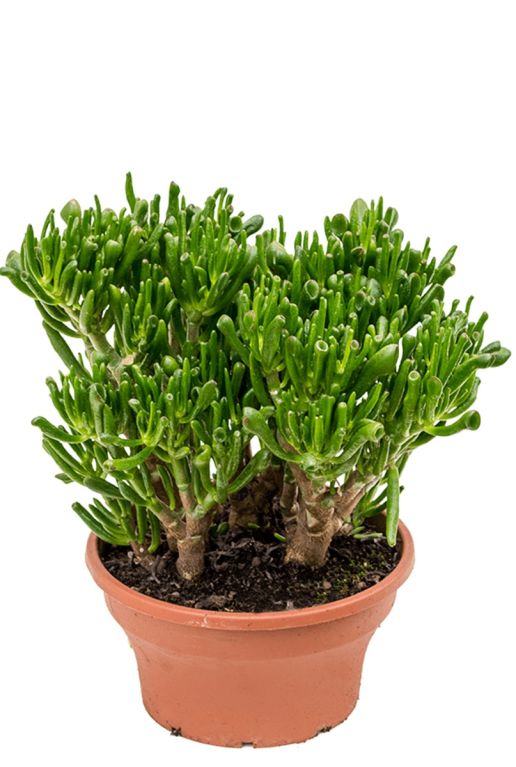 Crassula Hobbit