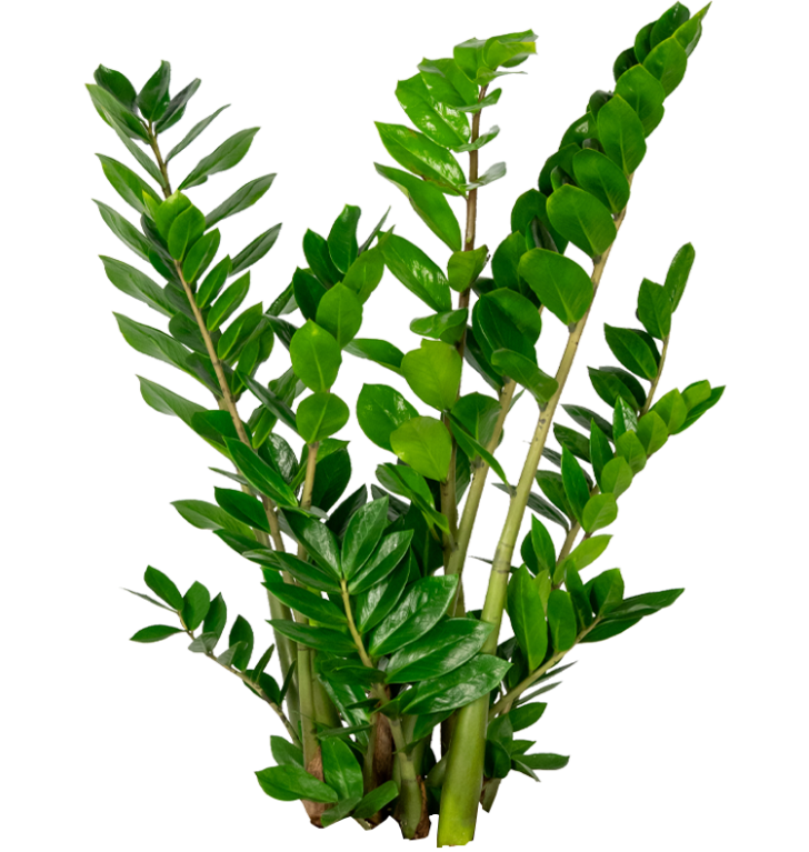 Zamioculcas Zamiifolia