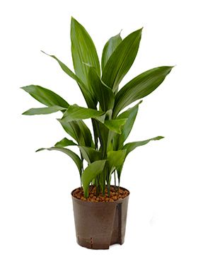 Aspidistra elatior