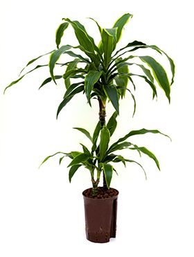 Dracaena arturo