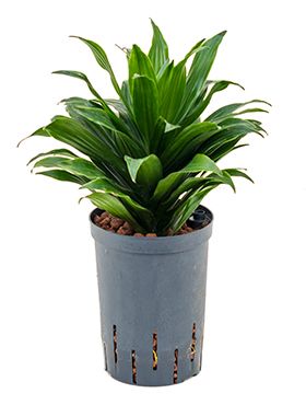 Dracaena compacta