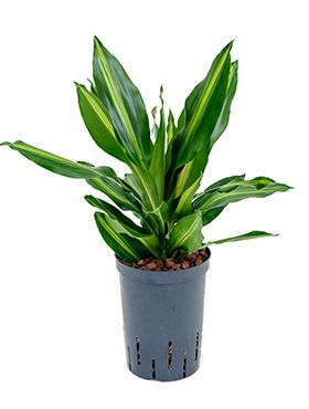 Dracaena cintho