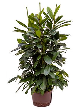 Ficus cyathistipula