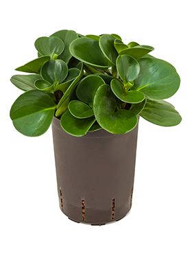 Peperomia green gold