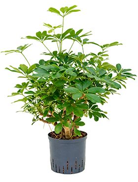 Schefflera arboricola