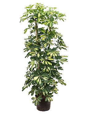 Schefflera gold capella