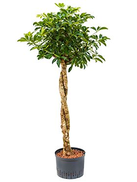 Schefflera gold capella