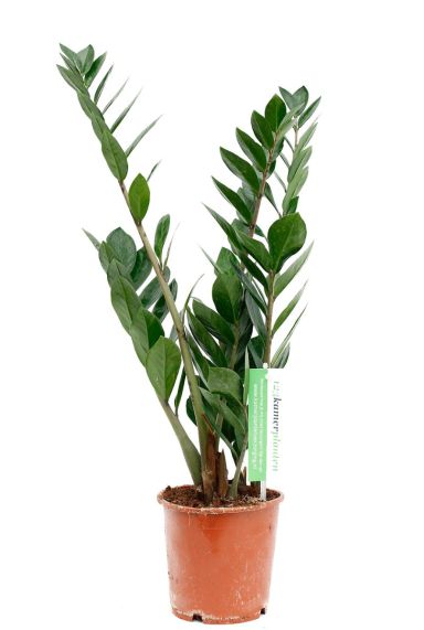 Zamioculcas zamiofollia 