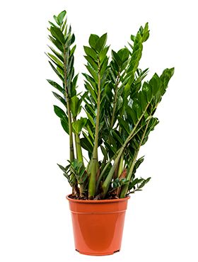 Zamioculcas zamiifolia