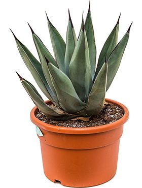 Agave nigra