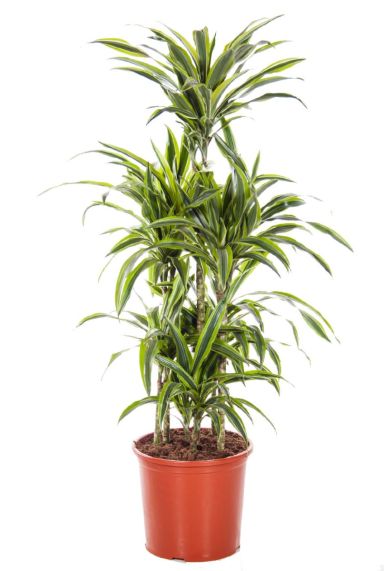 Dracaena Lemon Lime