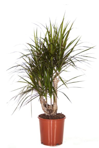 Dracaena Marginata