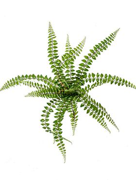 Fern pellaea