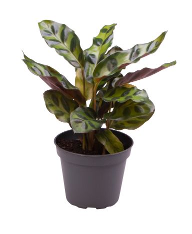 Calathea Lancifolia