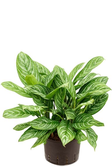 Aglaonema stripes huisplant