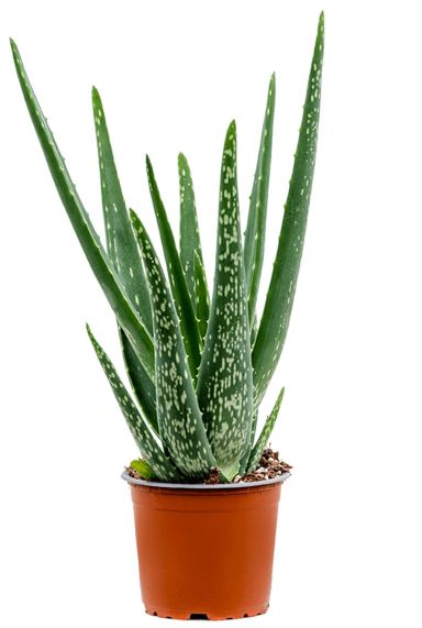 Aloe vera barbadensis