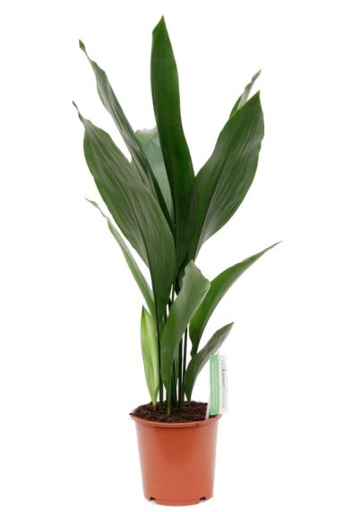 Aspidistra Eliator