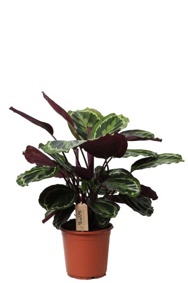 Calathea medaillion