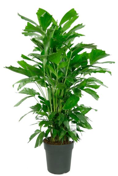 Caryota mitis kamerplant groen 1