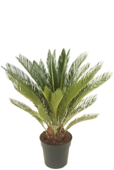 Cycas kamerplant