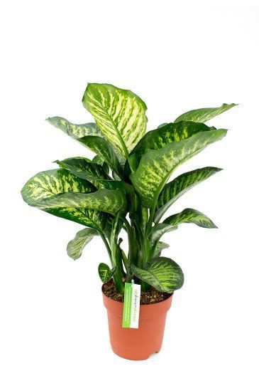 Dieffenbachia maroba