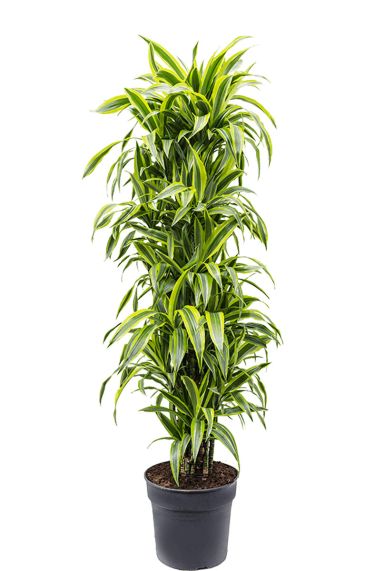 Dracaena lemon lime kamerplant 1