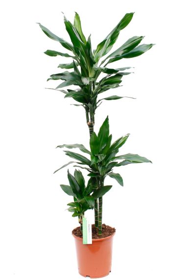 Dracaena Janet Lind