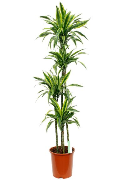 Dracaena Lemon Lime