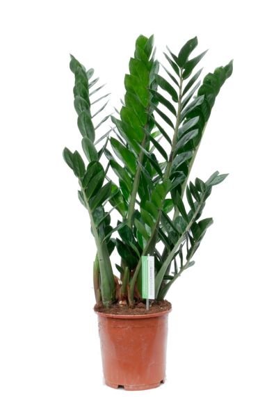 Zamioculcas zamiofollia