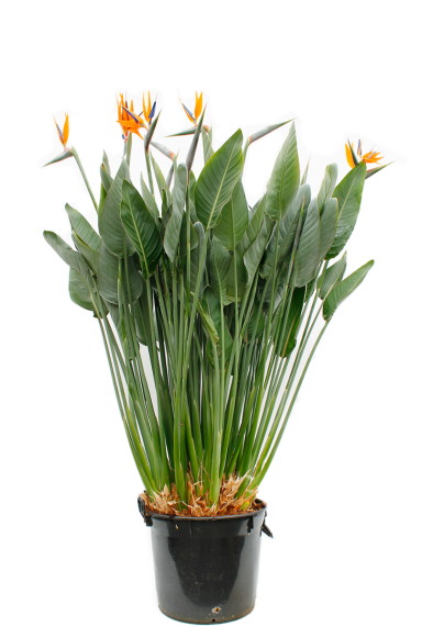 Strelitzia Reginae