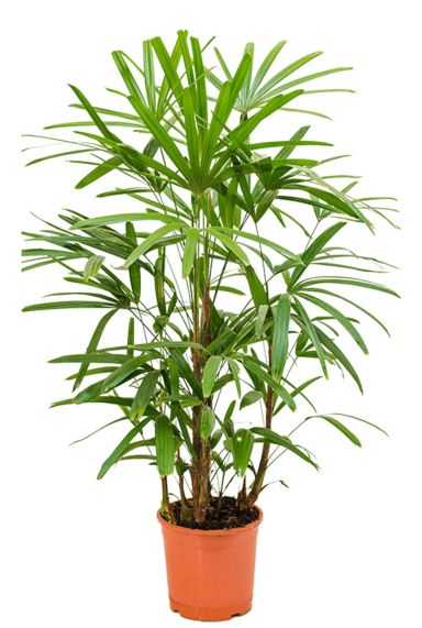 Rhapis kamerplant