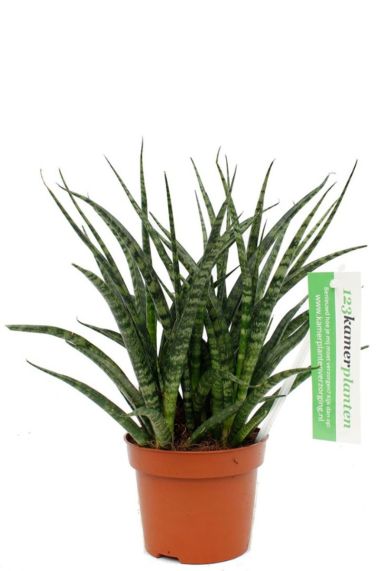 Sansevieria fernwood punk