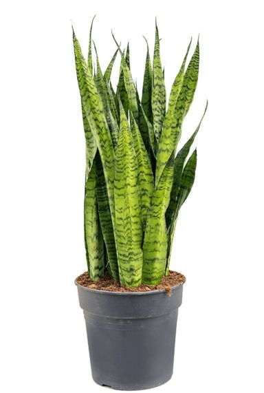 Sansevieria zeylanica kamerplant