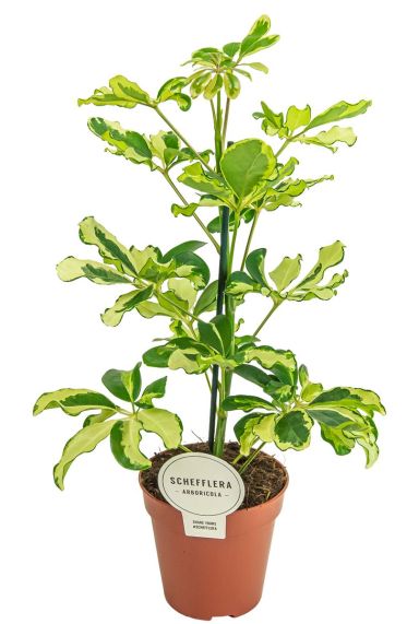 Schefflera charlotte