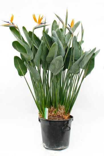 Strelitzia reginae