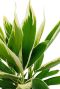 Groen witte bladeren Cordyline Conga