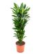 Dracaena janet lind