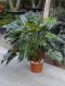 Philodendron green beauty